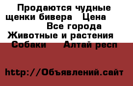 Продаются чудные щенки бивера › Цена ­ 25 000 - Все города Животные и растения » Собаки   . Алтай респ.